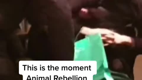 This is the moment Animal Rebellion supporters were removed from HestonBlumenthal's restaurant