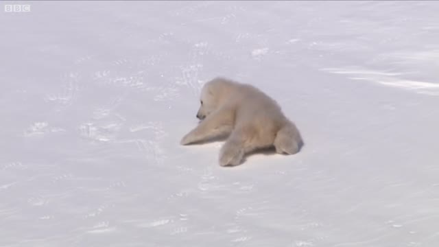 Adorable Polar Bear Cubs Take First Steps