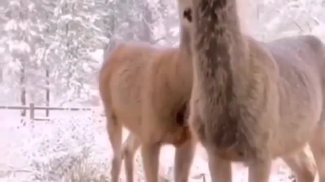 A video of two cute deer in front of the house.