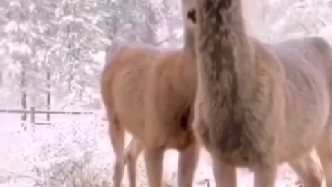 A video of two cute deer in front of the house.