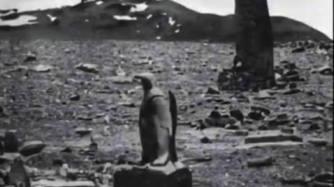 BEYOND THE ICE WALL： Robert Scott 1912 Archive Photos