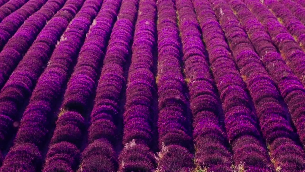 Stress Relief & Deep Relaxation with The Magical View of Lavender Field | Côte d'Azur in France