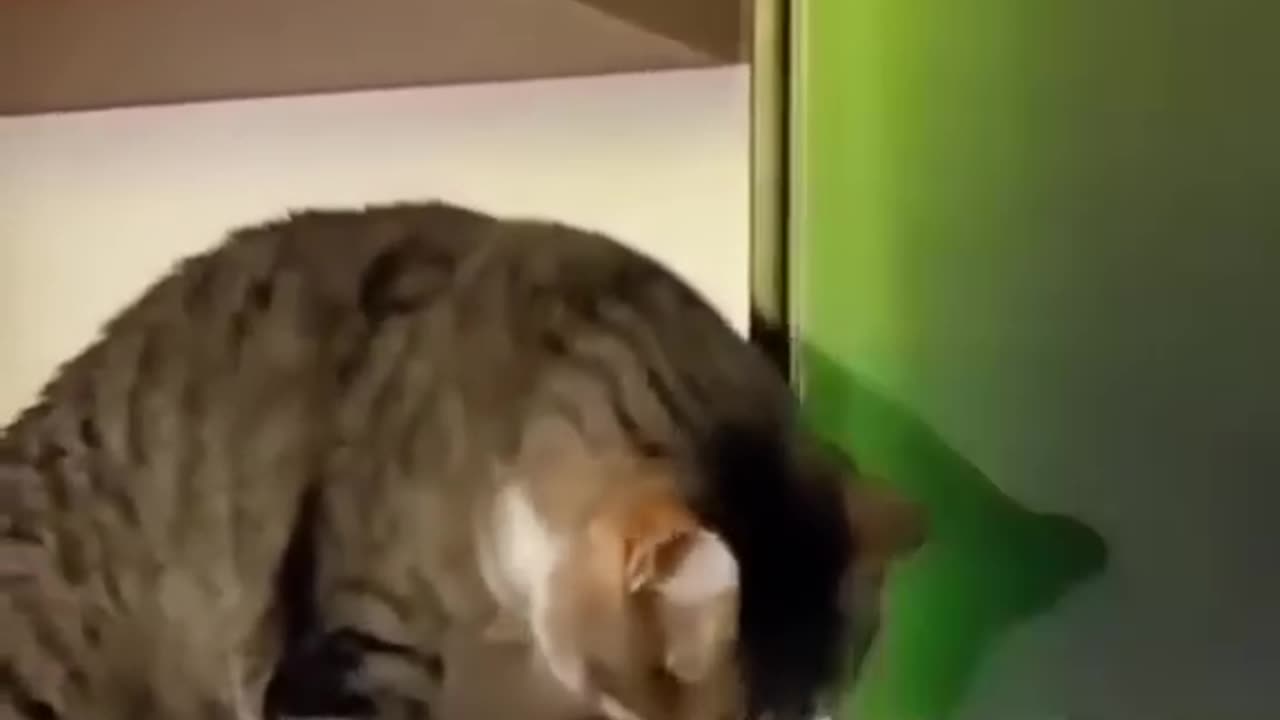 Funny Animals Video Part #16