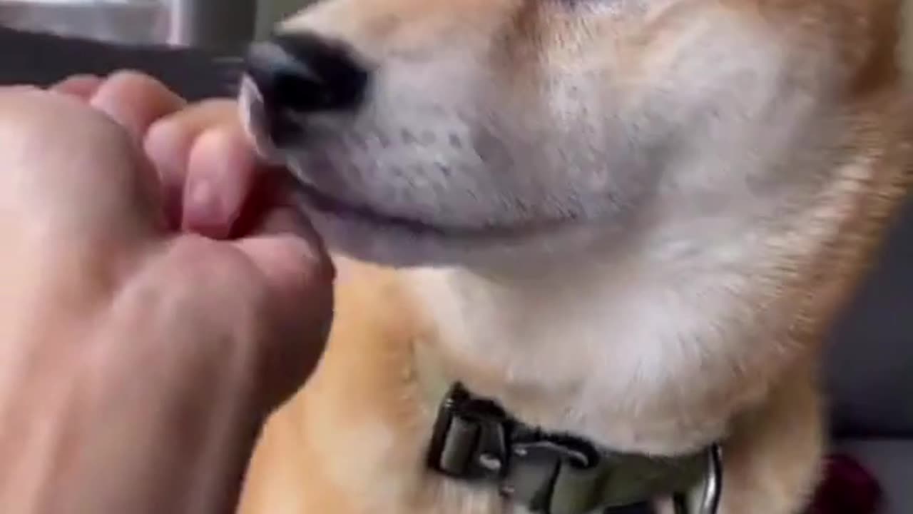 Funny Dogs React to Magic Tricks