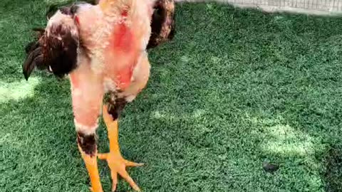 Young fighting cock 🐓