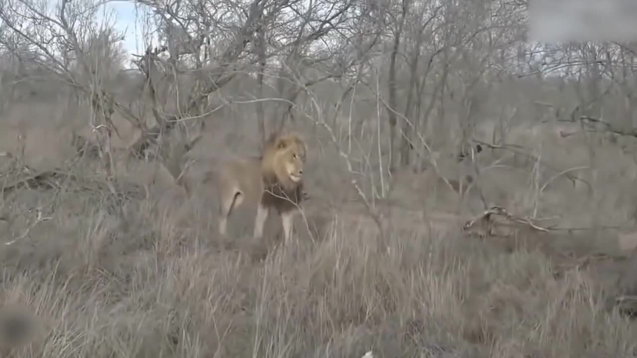 Teasing The Lion, The Hyena Was Suddenly Attacked Tragically And Painfully Disabled