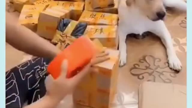 Sweet Dog helps his owner for box packing.