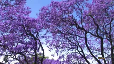 Jacaranda Season in Sydney Spring