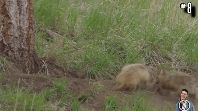 14 CRAZIEST Animal Fights Caught On Camera
