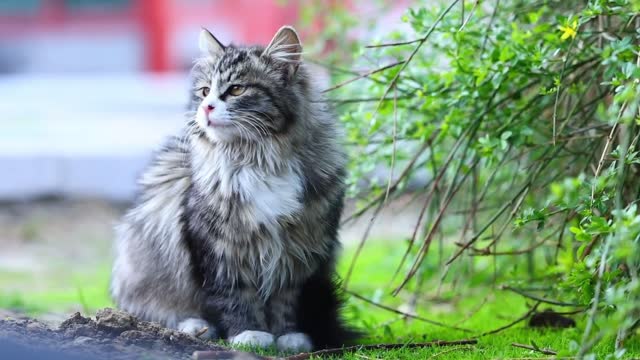 A lovely flower cat