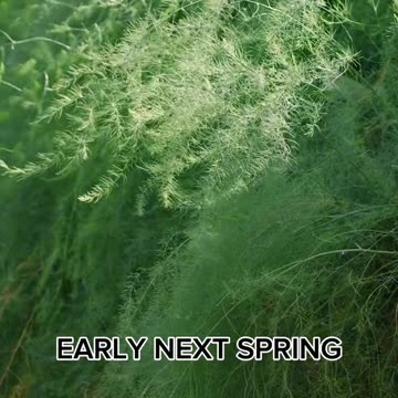 Don't cut back asparagus