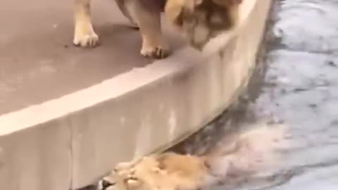 Distracted lion takes a tumble