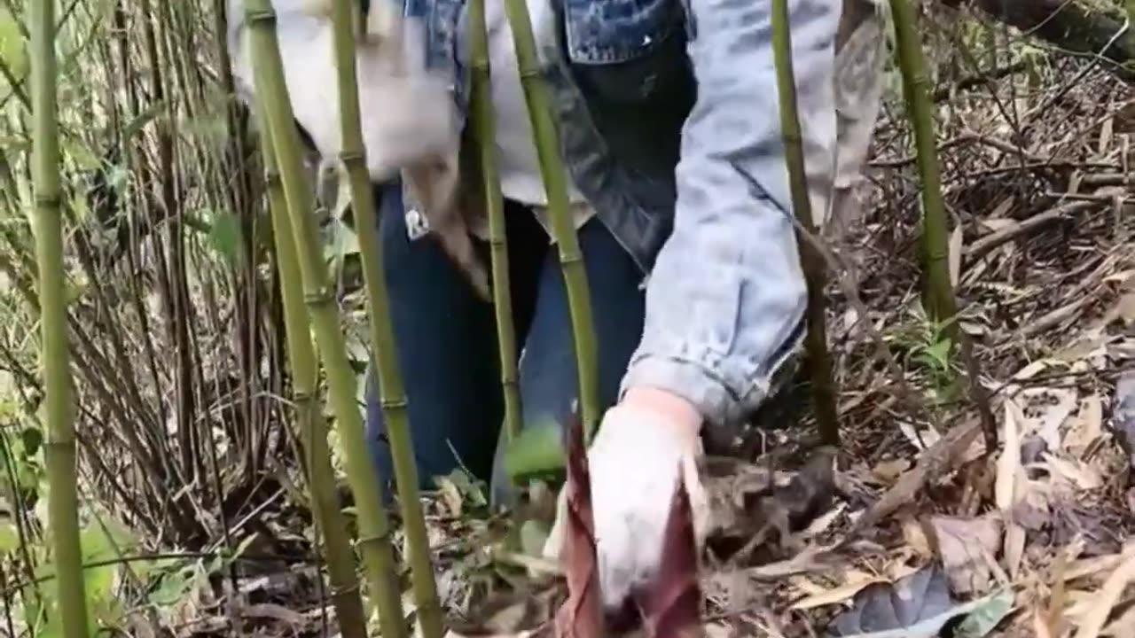 Cô gái vùng cao Vào rừng hái măng Clip cảm động