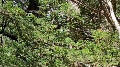 Monkeys on tree, Kamikochi, Japan