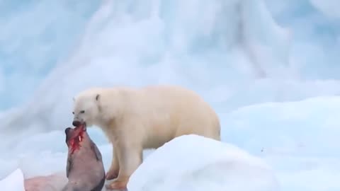 🐾❄️ Arctic Showdown: Polar Bear Faces Off Against Seal and Walruses in Epic Wildlife Battle! 😱🌊