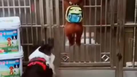 Funny dog video(see how cleaver these dogs are to open the door) #Part 2