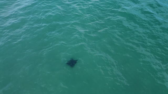 What is this ? Manta Ray or Stingray ?