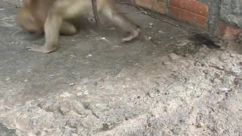 Fierce Fight Between Monkey & Cat 🐈 😻