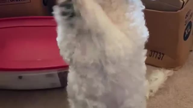 Dog Dances While Sitting on Her Butt And Moving Her Forelegs