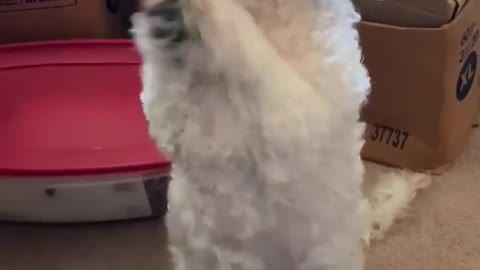 Dog Dances While Sitting on Her Butt And Moving Her Forelegs