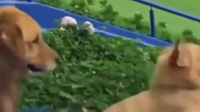 Dogs are soo funny😂