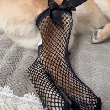 Please come and see Black silk's long legs