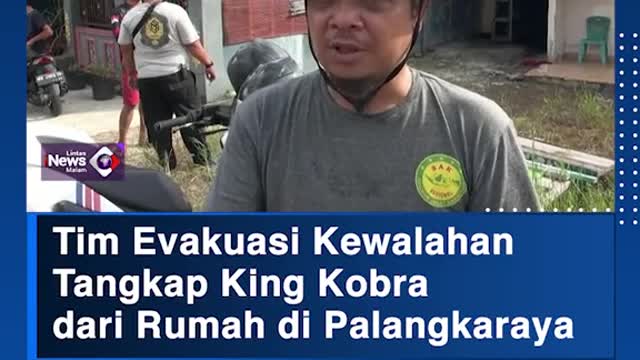 Tim Evakuasi Kewalahan Tangkap King Kobradari Rumah di Palangkaraya