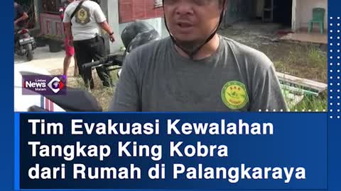 Tim Evakuasi Kewalahan Tangkap King Kobradari Rumah di Palangkaraya