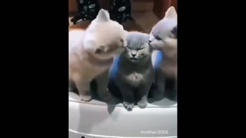 funny cats moments