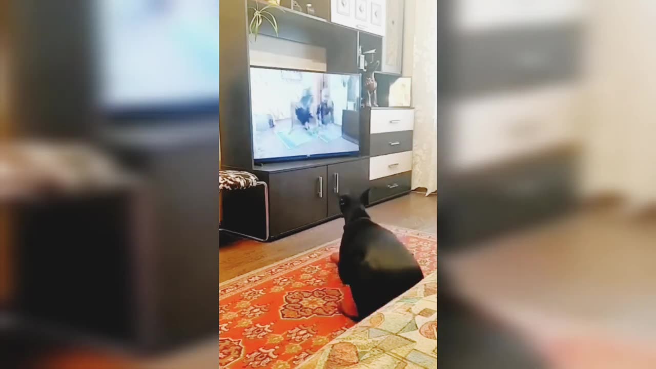 Funny Animal Videos 2023 _ Funniest Dogs And Cats Videos _ Funniest Animals Videos _ part 1