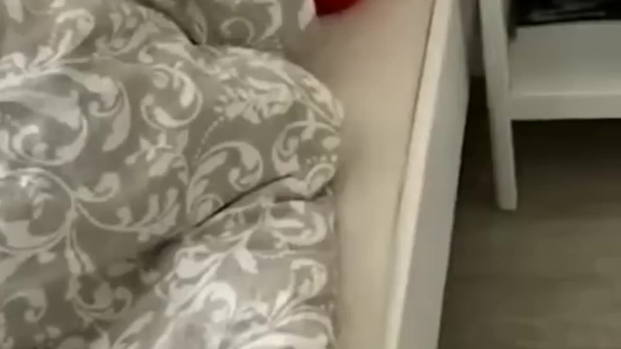 Cute and funny Animal video 😄😄😄