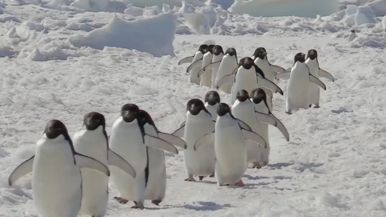 🐧🐧