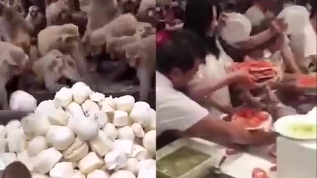 monkey vs human