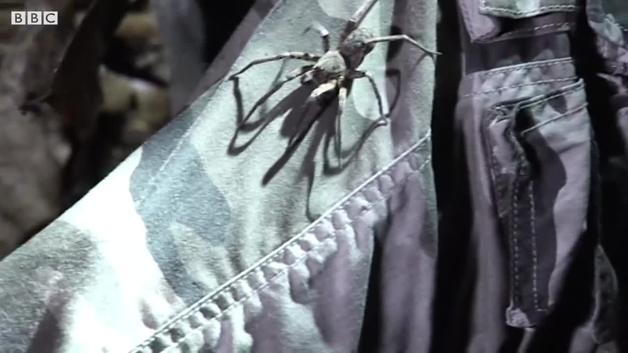 Extremely Venomous Wandering Spider Walking on Steve! _ Deadly 60 _ Earth Unplugged