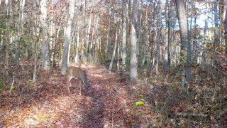 Game Camera - Turkey Deer Fox