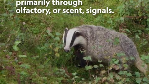 Burrowing Experts Nocturnal Hunters Social Behavior Omnivorous