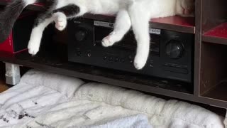 Napping Cat Falls From Shelf and Continues Sleeping