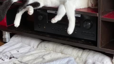 Napping Cat Falls From Shelf and Continues Sleeping