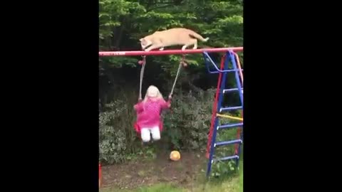 Very funny video animal today