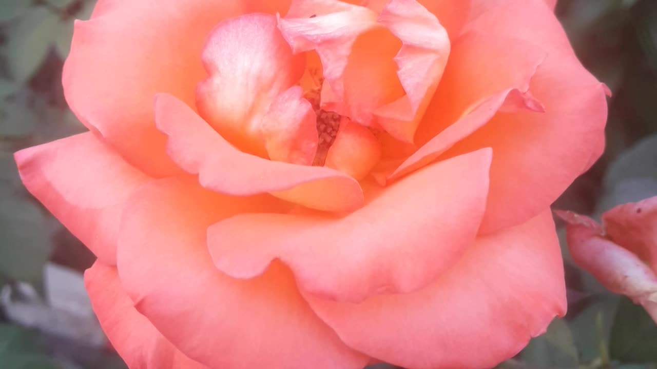 Pink and big rose