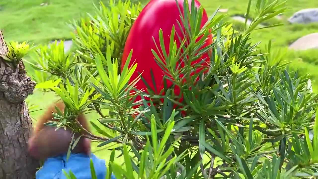 Monkey Baby Bon Bon opens surprise eggs with puppy in the garden and brushes teeth in the toilet