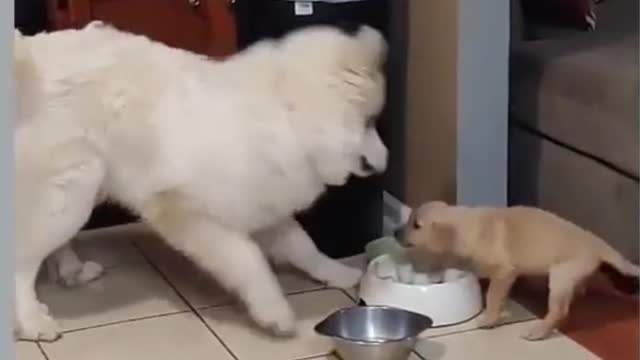 A little puppy arguing with his father, this is my food.