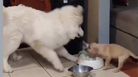 A little puppy arguing with his father, this is my food.