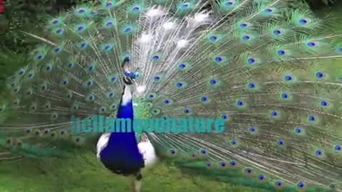 Peacock danceing