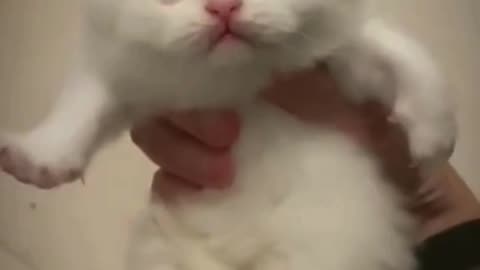 Funny cat