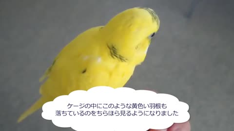 ツクツク筆毛