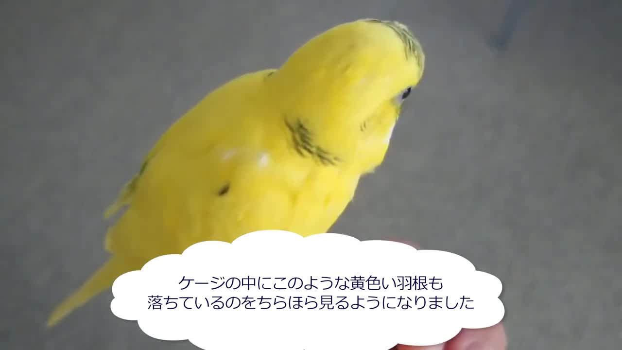 ツクツク筆毛