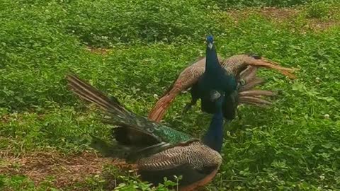 The peacock fight