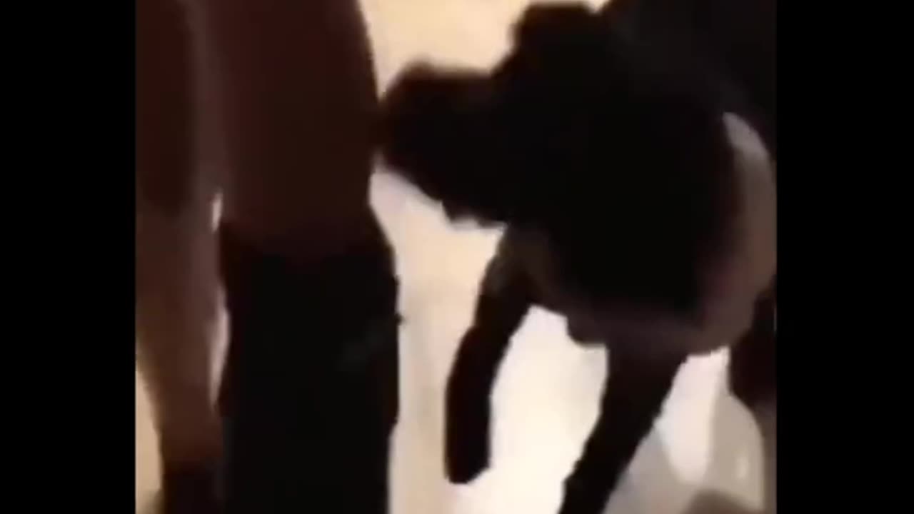 Funny animal video //funny cats and dogs