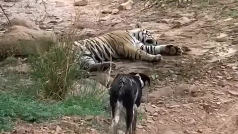 tiger kills puppy